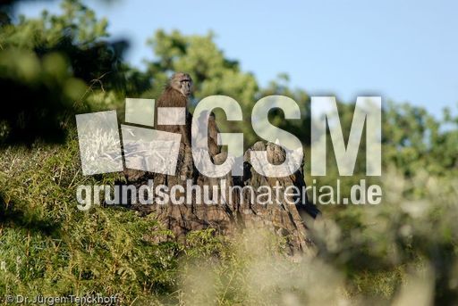 Tschakma Pavian (7 von 48).jpg